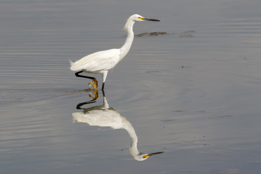 Snowy Egret