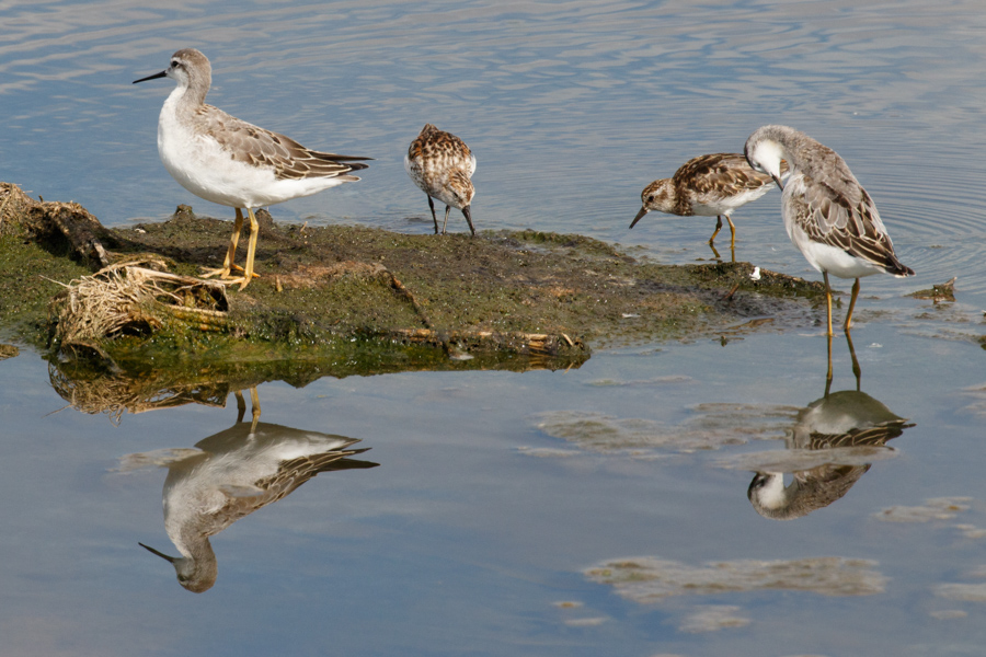 Wilson's Phalarope, Western Sandpiper, Least Sandpiper