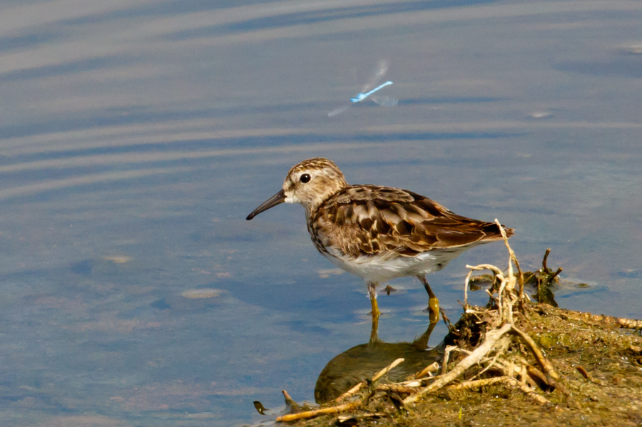 Least Sandpiper, Blue Dasher Dragonfly
