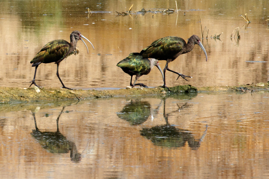 White-faced Ibis in Pond 3. Glendale Recharge Ponds.
