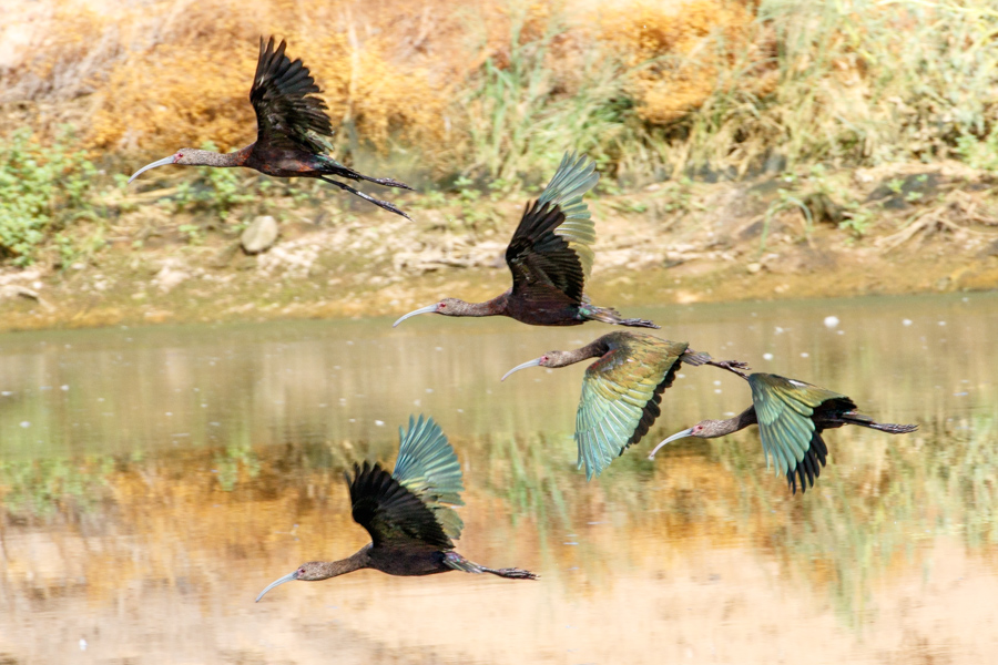 White-faced Ibis