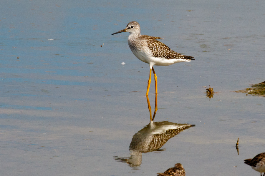 Greater Yellowlegs