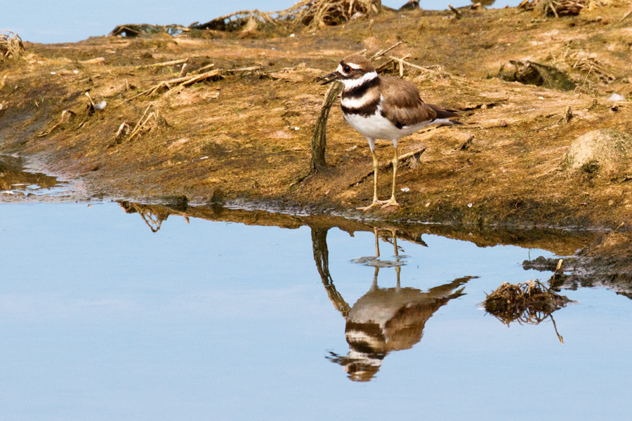 Killdeer