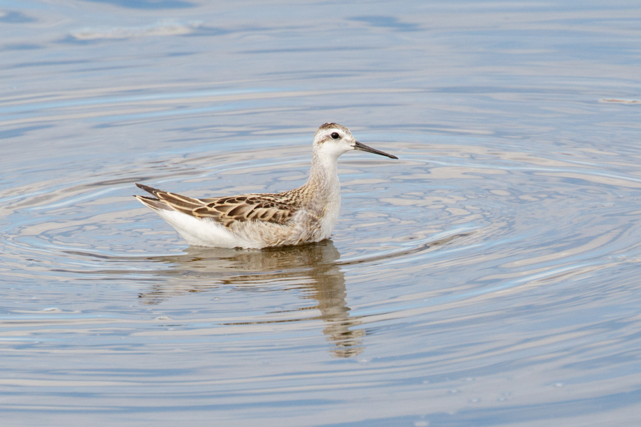 Wilson's Phalarope