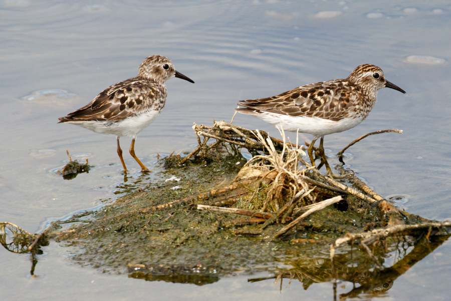 Least Sandpiper