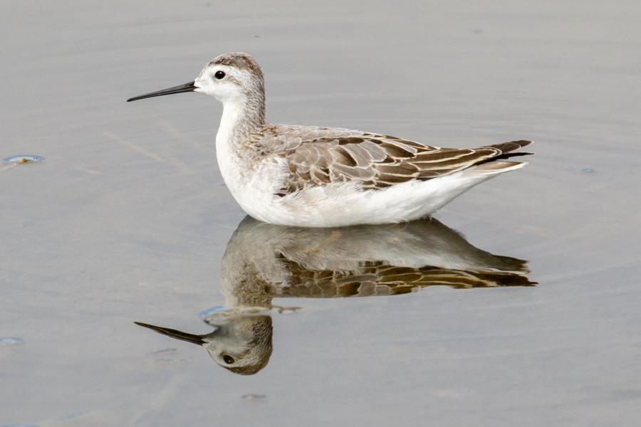 Wilson's Phalarope