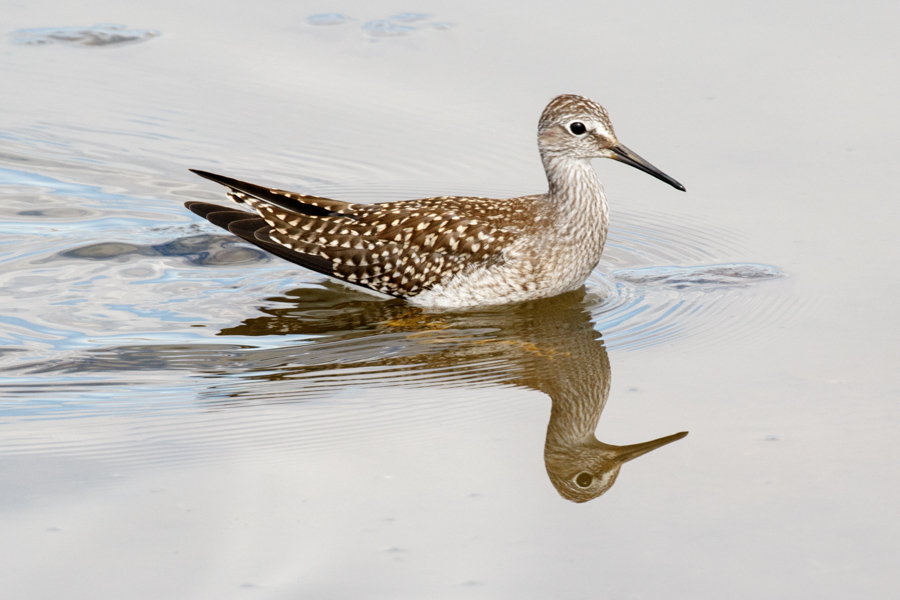 Greater Yellowlegs