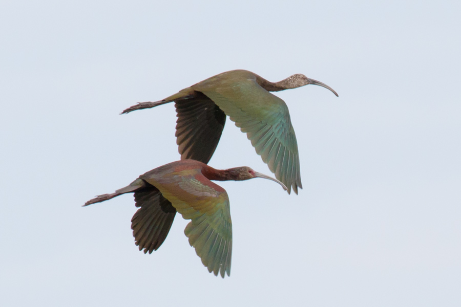 White-faced Ibis