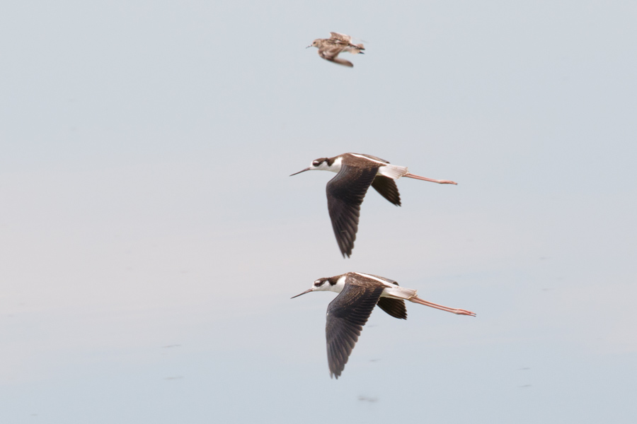 Black-necked Stilts