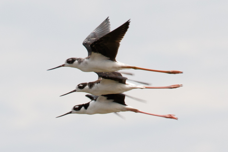 Black-necked Stilts