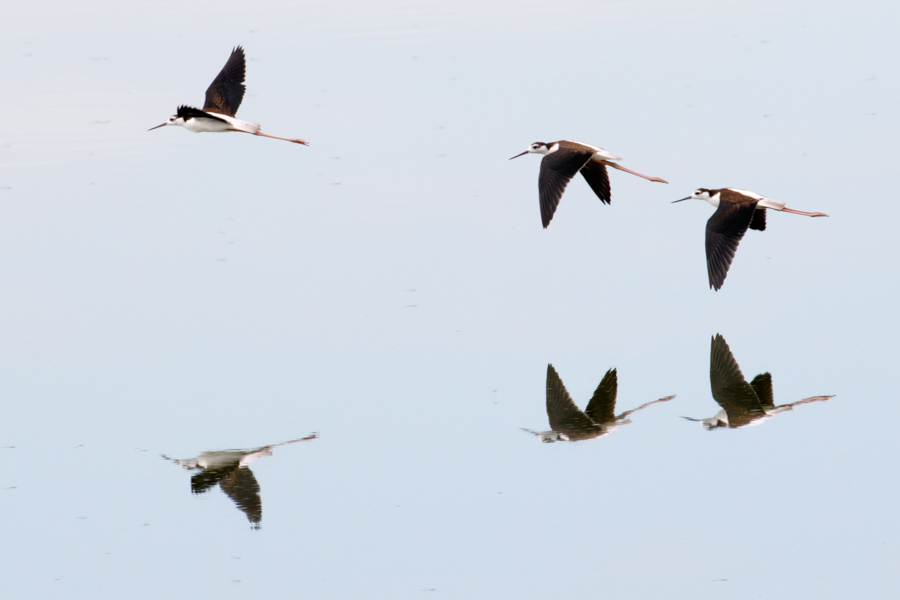 Black-necked Stilts