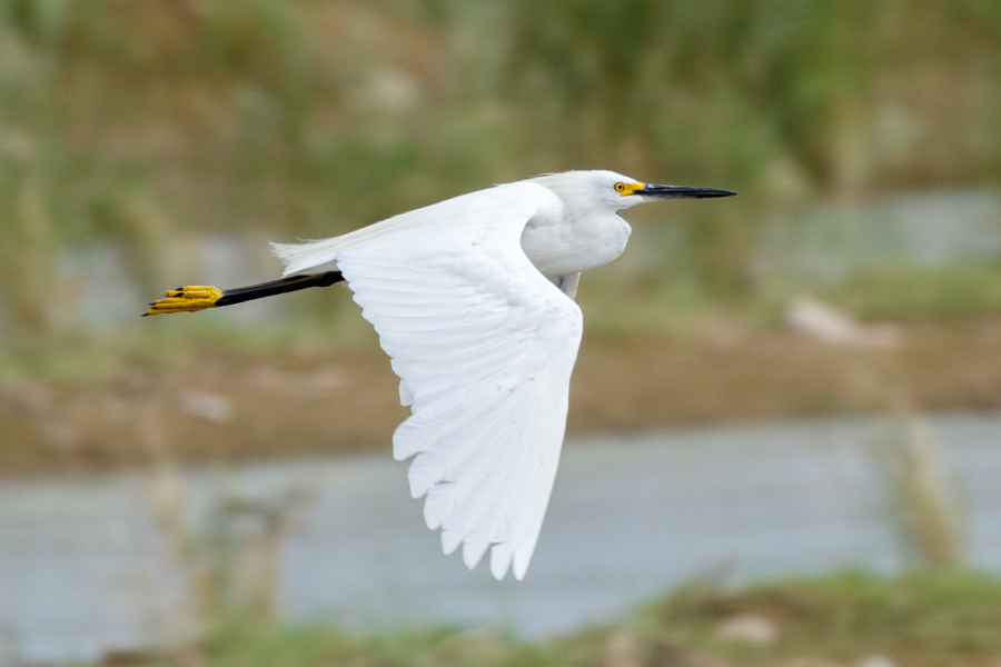 Snowy Egret