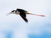 Black-necked Stilts