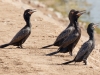 Neotropic Cormorants