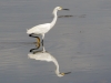 Snowy Egret