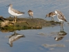 Wilson's Phalarope, Western Sandpiper, Least Sandpiper