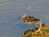 Least Sandpiper, Blue Dasher Dragonfly