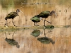 White-faced Ibis in Pond 3. Glendale Recharge Ponds.