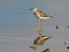 Greater Yellowlegs