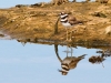 Killdeer