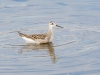 Wilson's Phalarope