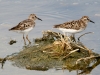 Least Sandpiper