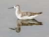 Wilson's Phalarope