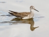 Greater Yellowlegs