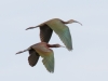 White-faced Ibis