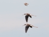 Black-necked Stilts