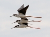 Black-necked Stilts