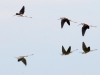 Black-necked Stilts