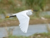 Snowy Egret