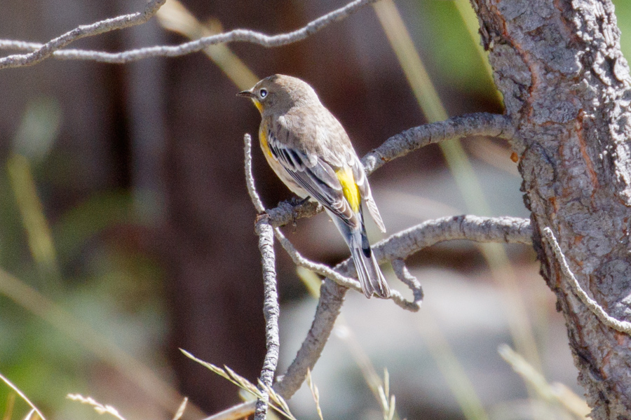 Yellow-rumped Warbler