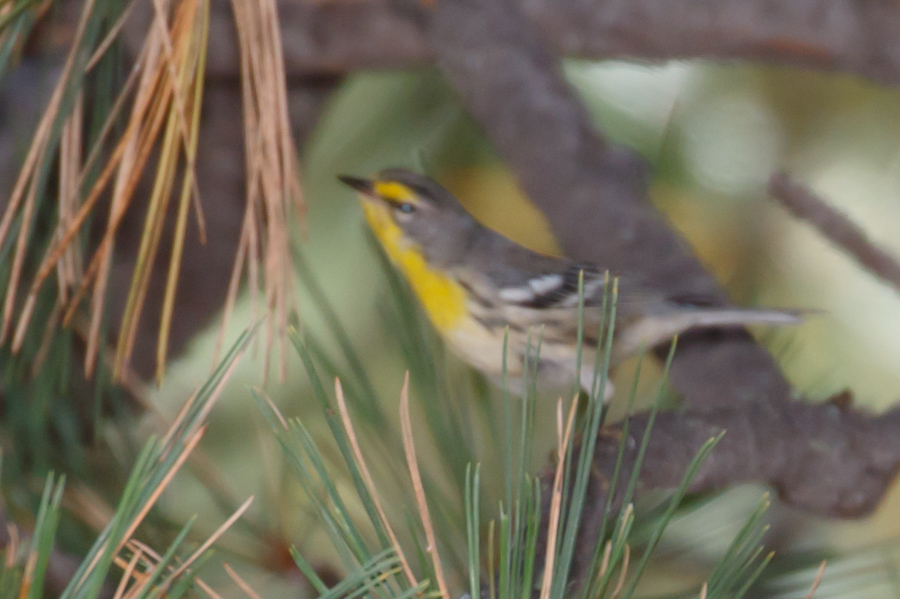 Grace\'s Warbler