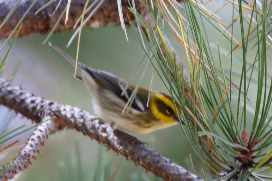 Townsend\'s Warbler