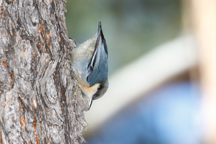 Pygmy Nuthatch