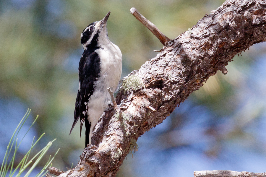 Hairy Woodpecker