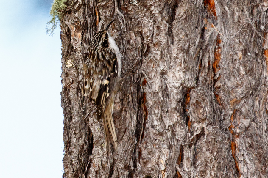 Brown Creeper