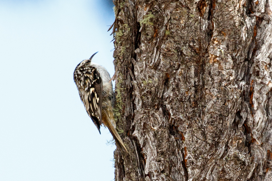 Brown Creeper