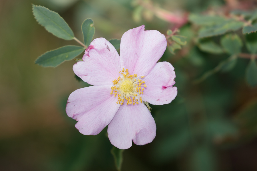 Pink Globemallow