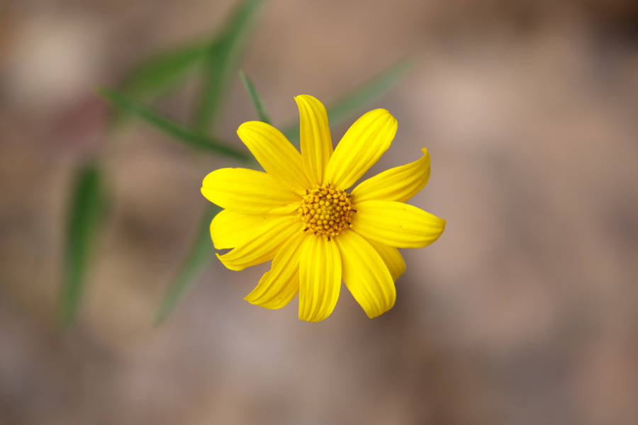 Brittlebush