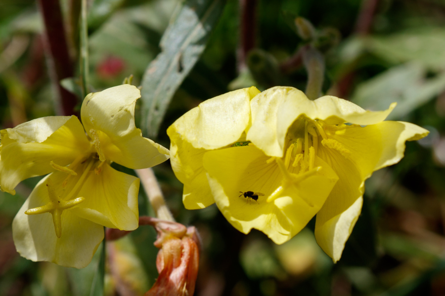 Yellow Cups