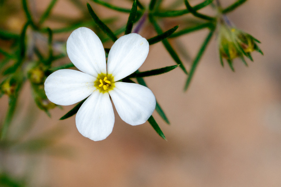 Santa Catalina Mountain Phlox