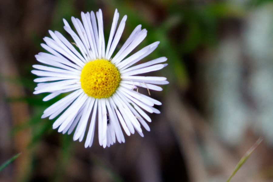 Spreading Fleabane