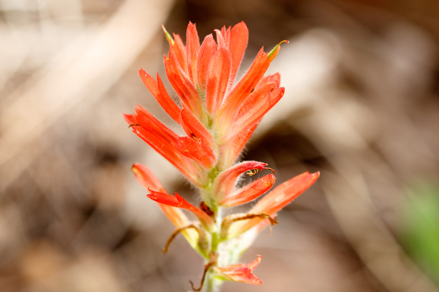 Wholeleaf Indian Paintbrush