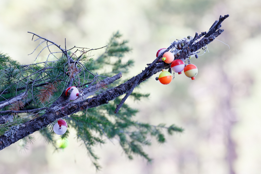 Bobber tree :). Woods Canyon Lake, Mogollon Rim.