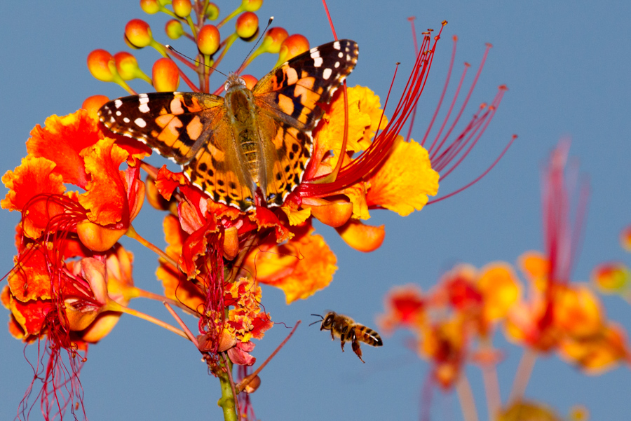 Painted Lady