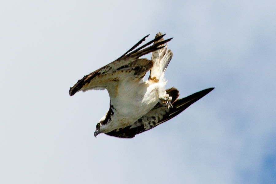 Osprey