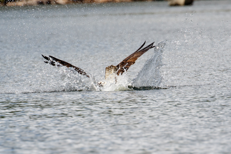 Osprey